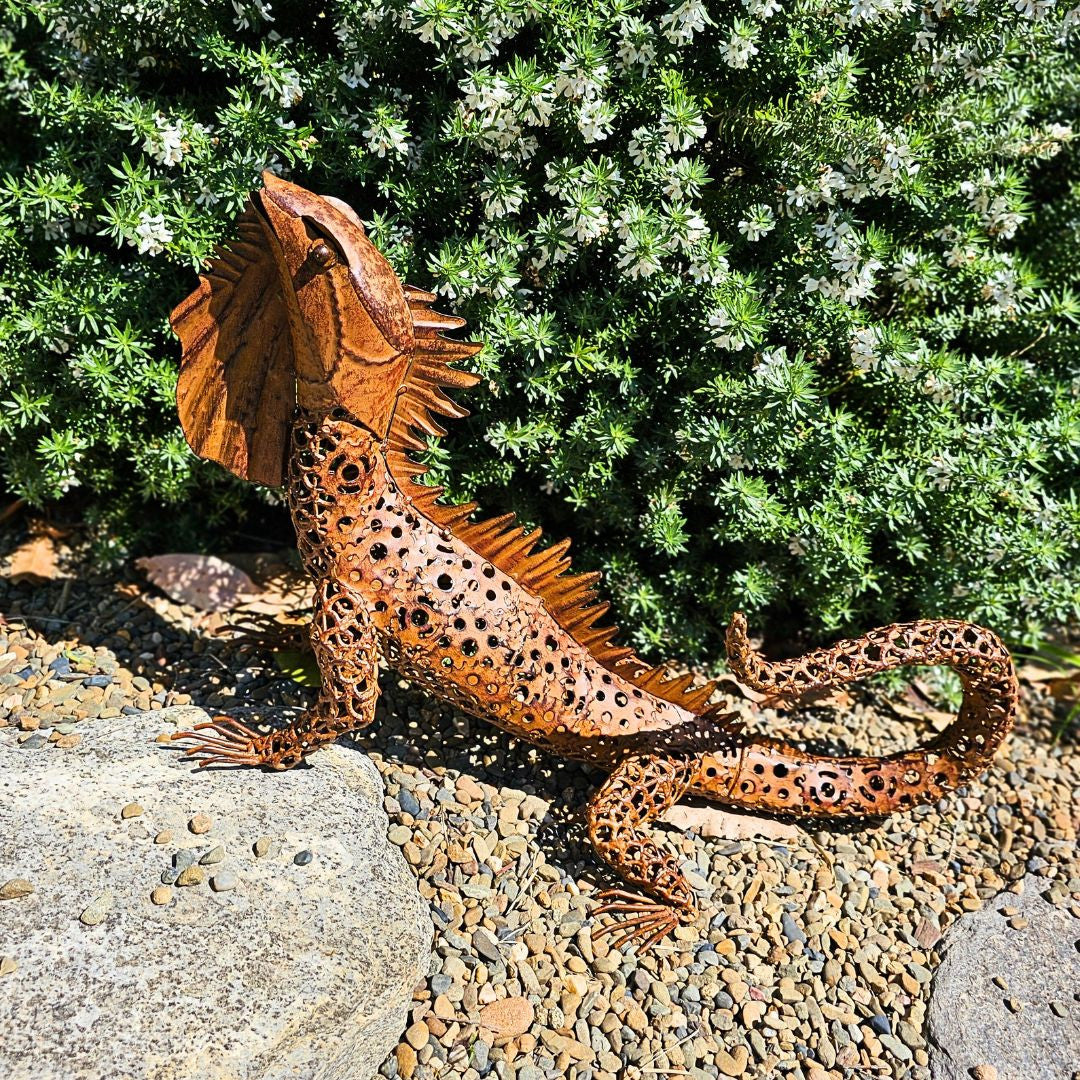Australian Bearded Dragon