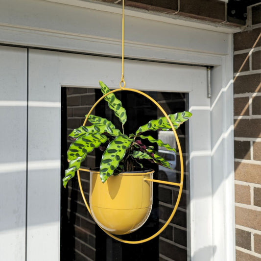 Halo Frame Hanging Planter Circle
