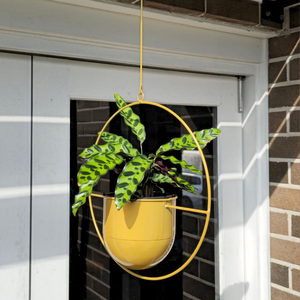 Pots & Planters