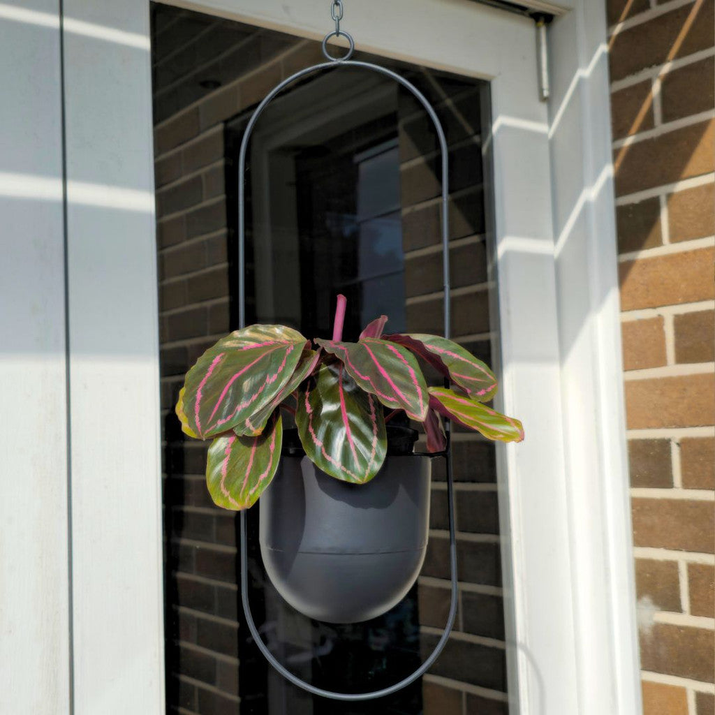 Halo Frame Hanging Planter Oval