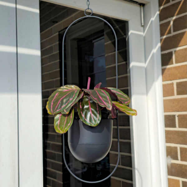 Halo Frame Hanging Planter Oval