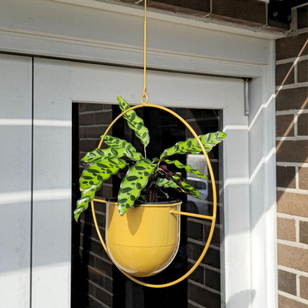 halo metal hanging planter Halo Frame Hanging Planter Circle